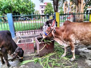 Donate to gaushala online