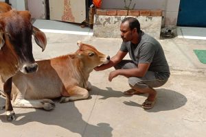 Cow Seva and Medications