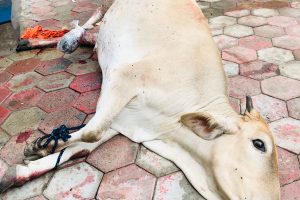 cow_injured help