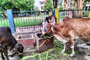 gau_seva_chara