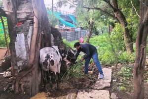 gau_seva_sic cow